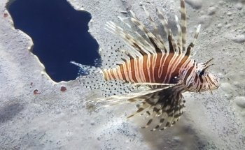 Ripley's Aquarium of Myrtle Beach