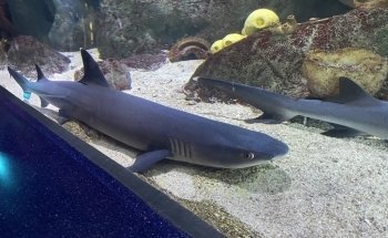 Ripley's Aquarium of Myrtle Beach