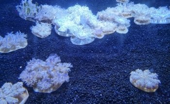 Ripley's Aquarium of Myrtle Beach