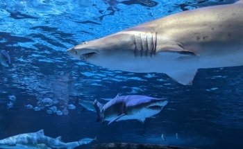 Ripley's Aquarium of Myrtle Beach
