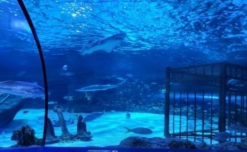Ripley's Aquarium of Myrtle Beach