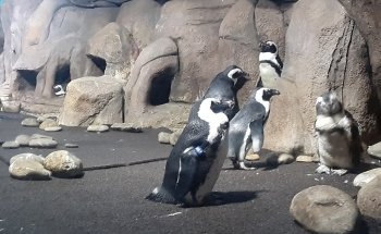 Ripley's Aquarium of Myrtle Beach