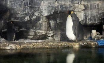 Newport Aquarium