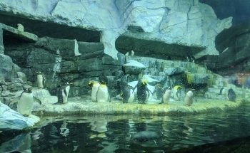 Newport Aquarium