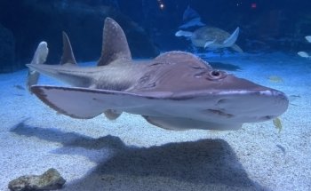 Newport Aquarium