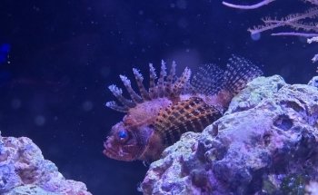 Newport Aquarium