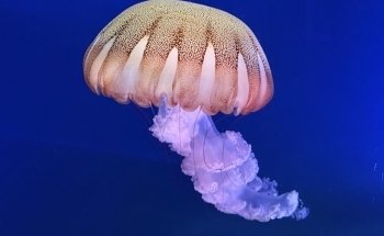 Loveland Living Planet Aquarium