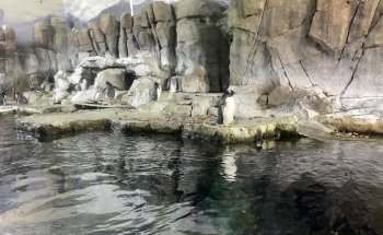 Loveland Living Planet Aquarium