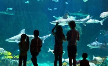 Loveland Living Planet Aquarium
