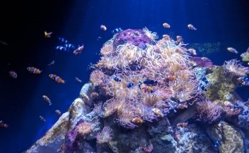 Loveland Living Planet Aquarium