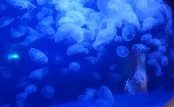 Downtown Aquarium