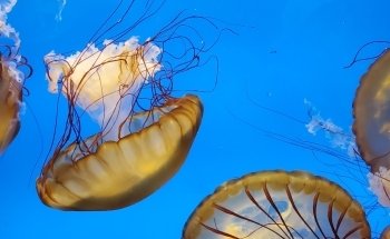 Downtown Aquarium