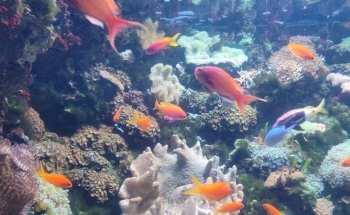 Downtown Aquarium
