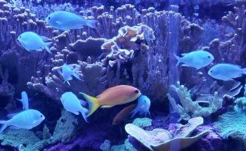 The Florida Aquarium