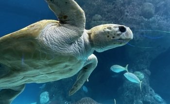 The Florida Aquarium
