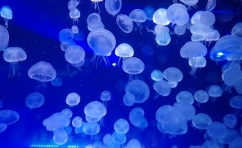 The Florida Aquarium