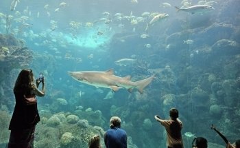 The Florida Aquarium