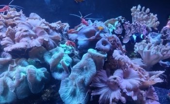 The Florida Aquarium