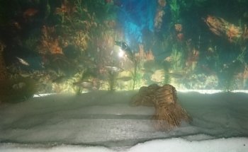 Discus Aquarium Morón