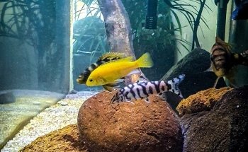 Discus Aquarium Morón