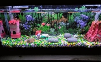 Discus Aquarium Morón