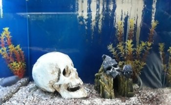 Discus Aquarium Morón