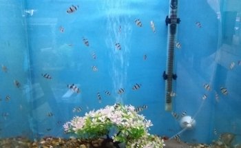 Discus Aquarium Morón