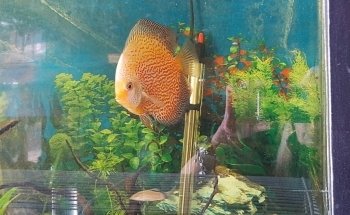 Discus Aquarium Morón