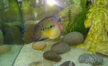 Discus Aquarium Morón