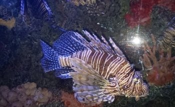 Downtown Aquarium