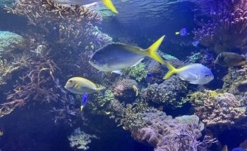 Downtown Aquarium
