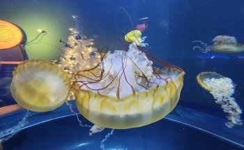 Adventure Aquarium