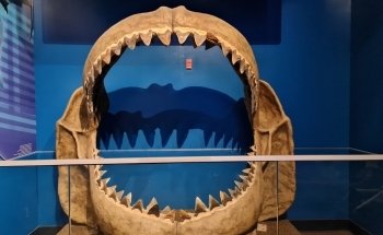 Adventure Aquarium