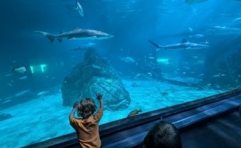 Adventure Aquarium