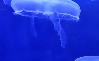 Adventure Aquarium