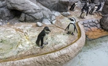 Adventure Aquarium