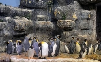 Moody Gardens Attractions Theme Park