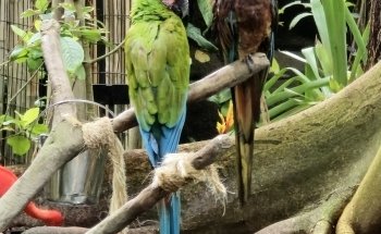 Moody Gardens Attractions Theme Park