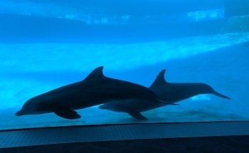 Texas State Aquarium