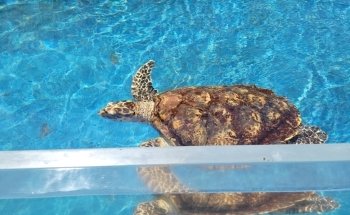 Texas State Aquarium