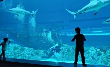 Texas State Aquarium