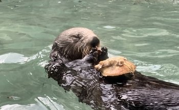 Seattle Aquarium