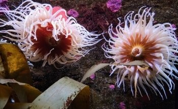 Seattle Aquarium