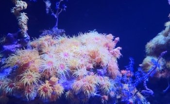 Seattle Aquarium