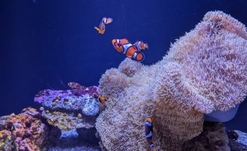 Seattle Aquarium