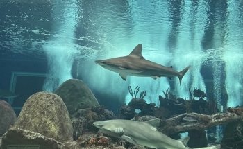 OdySea Aquarium
