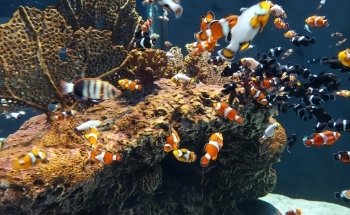 OdySea Aquarium