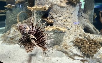 OdySea Aquarium