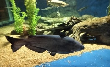 OdySea Aquarium