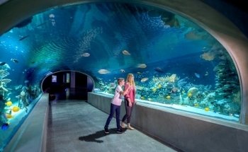 OdySea Aquarium